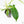 Philodendron 'Pedatum' Variegated (wk22-I)