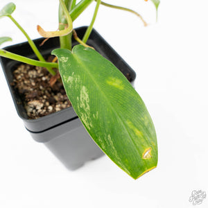 Philodendron 'Pedatum' Variegated (wk22-I)