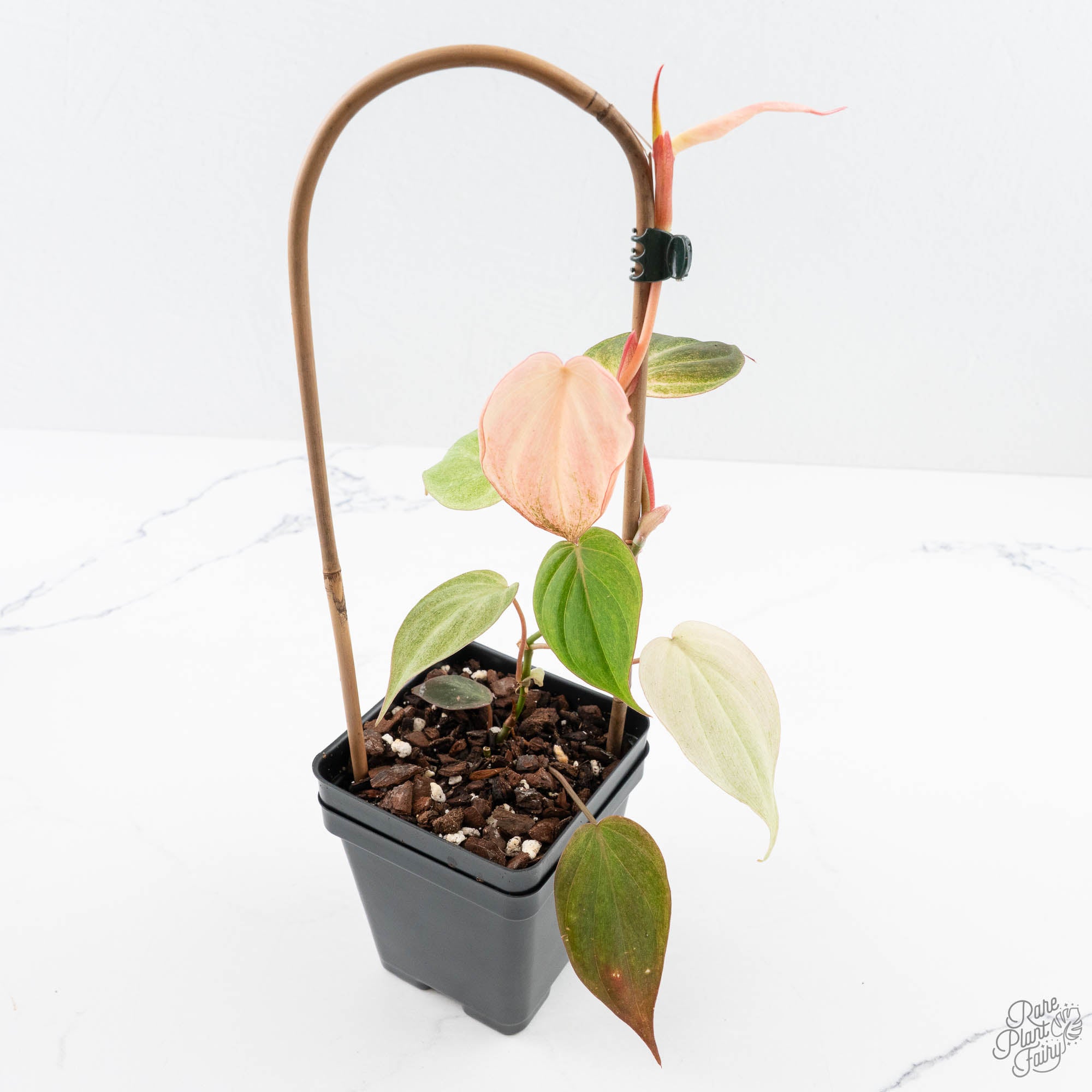 Philodendron micans pink mint variegated *Grower's Choice* – Rare