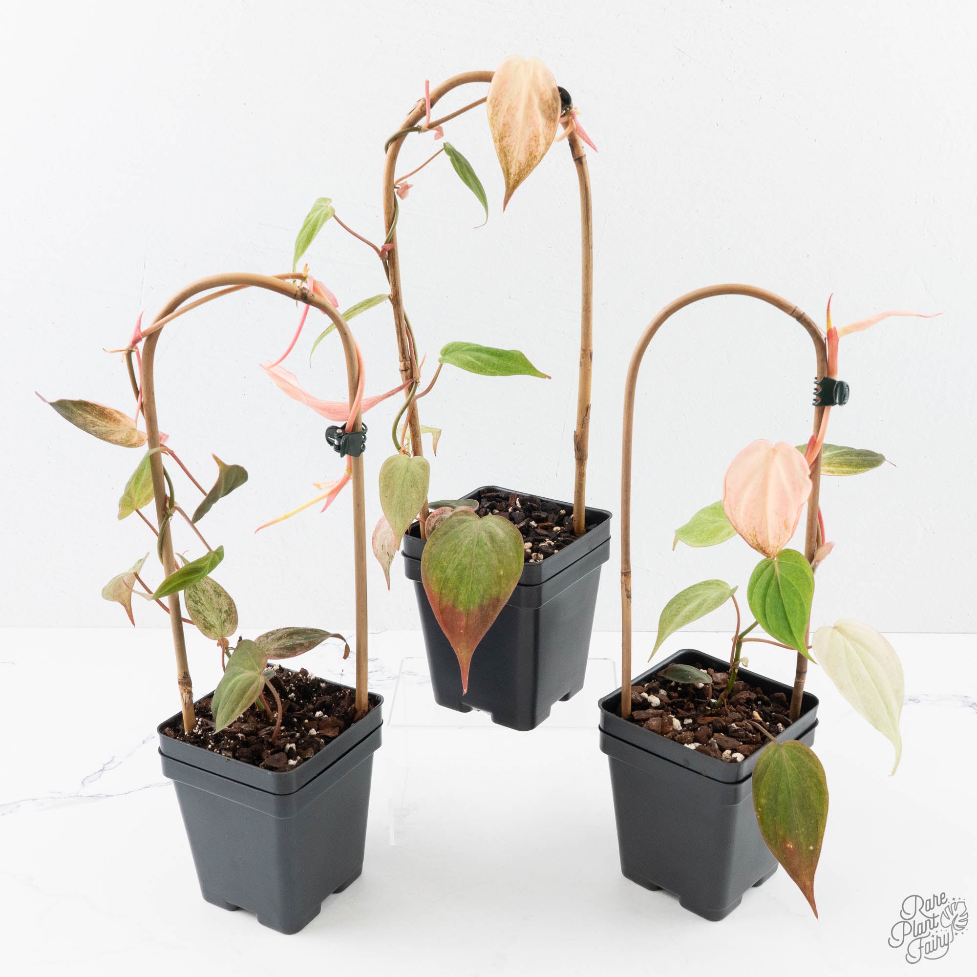 Philodendron micans pink mint variegated *Grower's Choice* – Rare