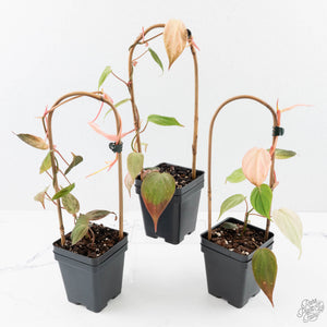 Philodendron micans pink mint variegated  *Grower's Choice*