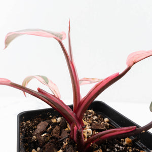 Philodendron 'Pink Princess' Outer Variegated (wk32-G)