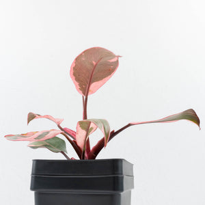 Philodendron 'Pink Princess' Outer Variegated (wk32-G)