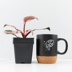 Philodendron 'Pink Princess' Outer Variegated (wk32-G)