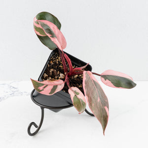 Philodendron 'Pink Princess' Outer Variegated (wk32-G)
