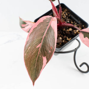 Philodendron 'Pink Princess' Outer Variegated (wk32-G)