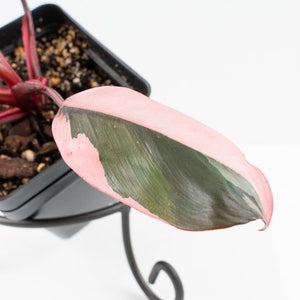 Philodendron 'Pink Princess' Outer Variegated (wk32-G)