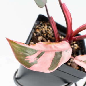 Philodendron 'Pink Princess' Outer Variegated (wk32-G)