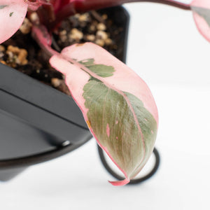 Philodendron 'Pink Princess' Outer Variegated (wk32-G)