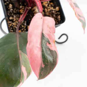 Philodendron 'Pink Princess' Outer Variegated (wk32-G)
