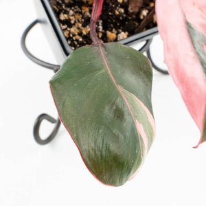 Philodendron 'Pink Princess' Outer Variegated (wk32-G)
