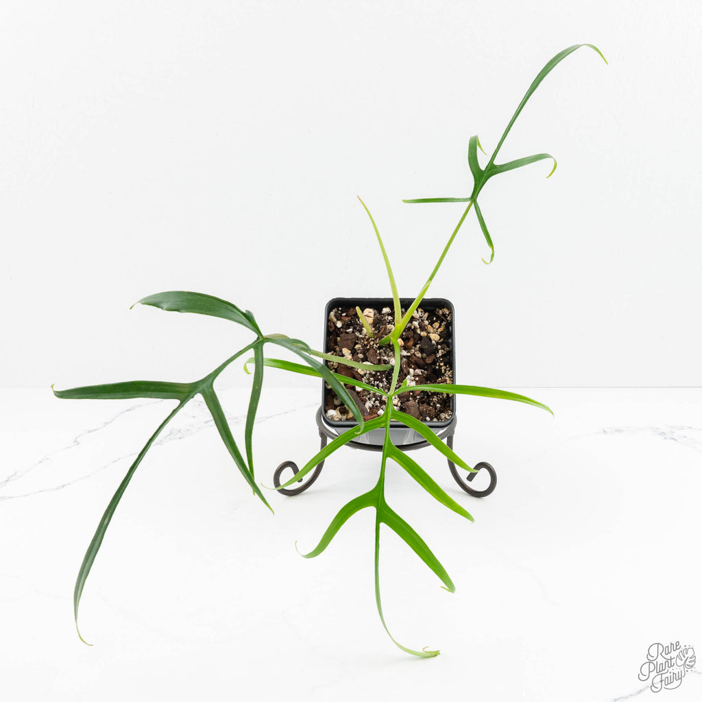 philodendron polypodioides for sale Philodendron polypodioides (wk18-G) – Rare Plant Fairy