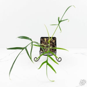 Philodendron polypodioides (wk18-G)