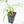 Philodendron polypodioides (wk18-G)