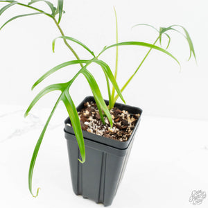 Philodendron polypodioides (wk18-G)