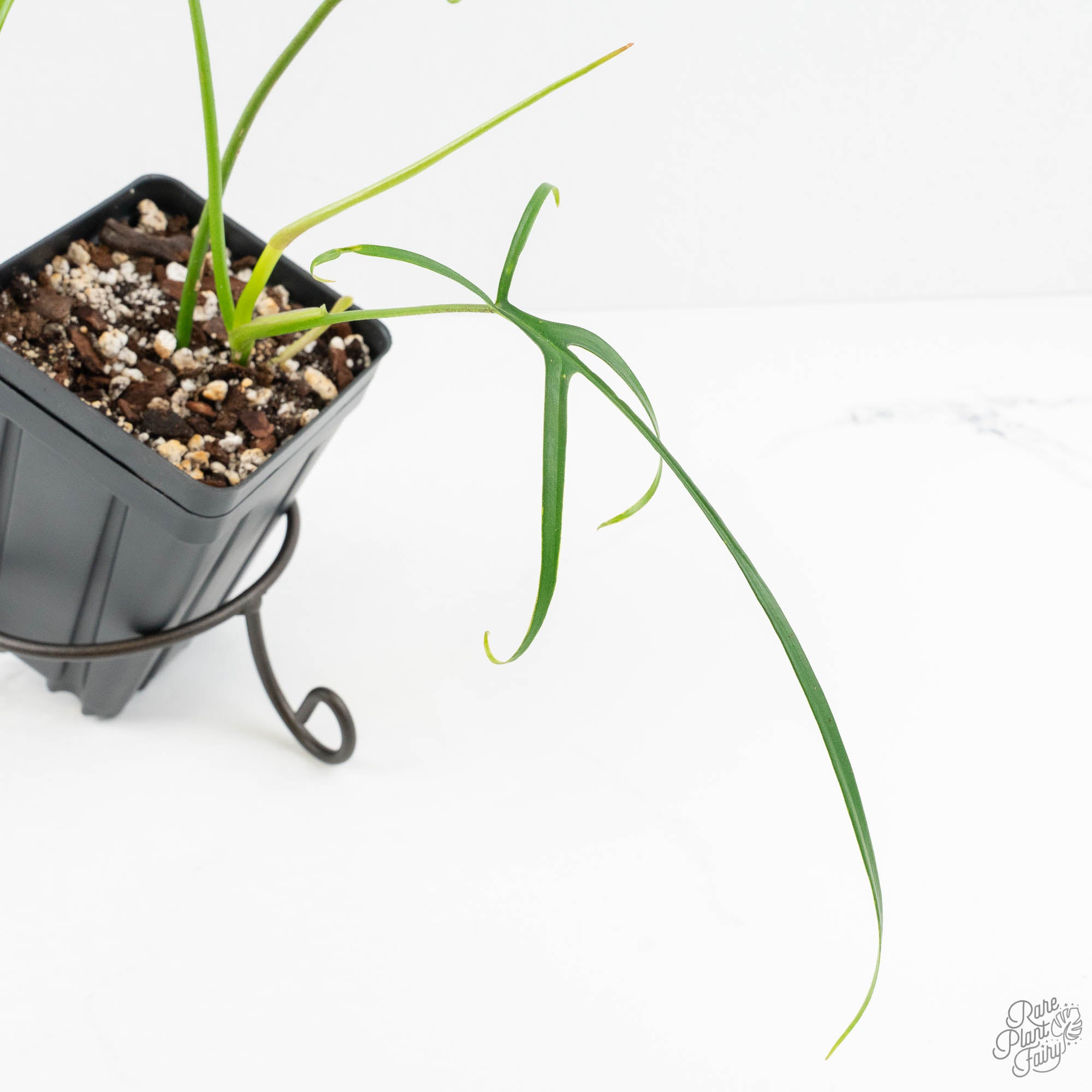 philodendron polypodioides for sale Philodendron polypodioides (wk18-G) – Rare Plant Fairy