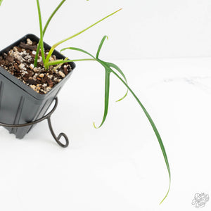 Philodendron polypodioides (wk18-G)