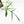 Philodendron polypodioides (wk18-G)