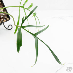 Philodendron polypodioides (wk18-G)
