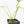 Philodendron polypodioides (wk18-G)