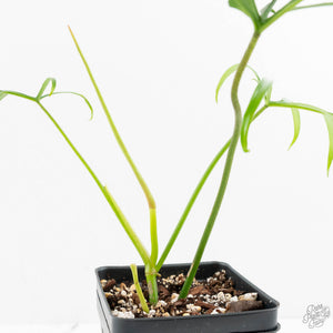 Philodendron polypodioides (wk18-G)