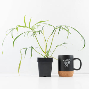 Philodendron polypodioides (wk35-L197)
