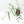 Philodendron polypodioides (wk25-A)