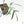 Philodendron polypodioides (wk25-A)