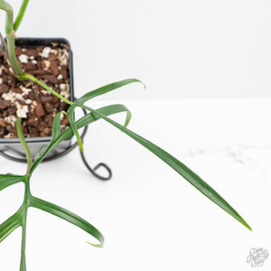 Philodendron polypodioides (wk25-A)