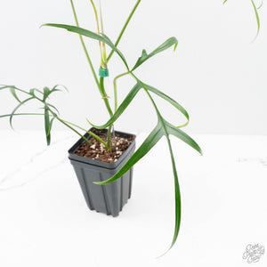 Philodendron polypodioides (wk25-A)