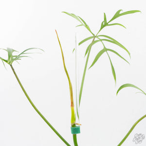 Philodendron polypodioides (wk25-A)