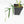 Philodendron polypodioides (wk35-L197)