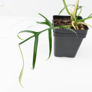 Philodendron polypodioides (wk35-L197)