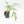 Philodendron polypodioides (wk35-L197)