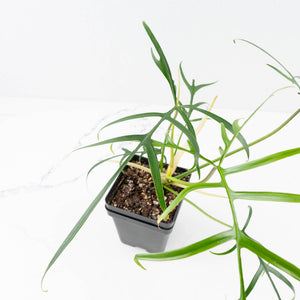 Philodendron polypodioides (wk35-L197)
