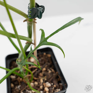 Philodendron Polypodioides (wk42-L197)