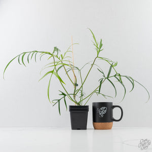 Philodendron Polypodioides (wk42-L197)