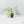 Philodendron Polypodioides (wk42-L197)