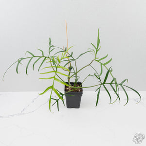 Philodendron Polypodioides (wk42-L197)