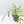 Philodendron Polypodioides (wk42-L197)