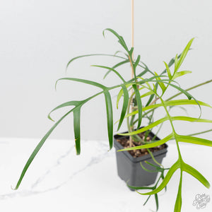 Philodendron Polypodioides (wk42-L197)