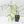 Philodendron Polypodioides (wk42-L197)