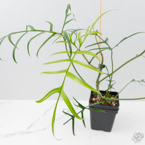 Philodendron Polypodioides (wk42-L197)