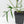 Philodendron Polypodioides (wk42-L197)