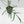 Philodendron Polypodioides (wk42-L197)