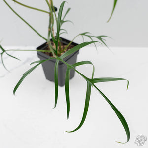 Philodendron Polypodioides (wk42-L197)