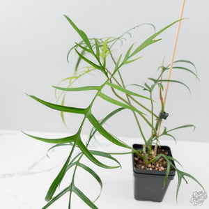 Philodendron Polypodioides (wk42-L197)