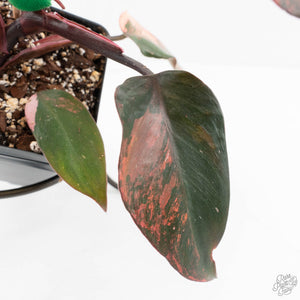 Philodendron 'Princess of Fire' (wk18-K)