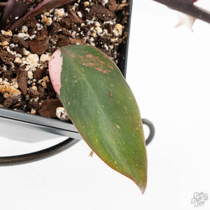 Philodendron 'Princess of Fire' (wk18-K)