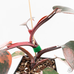 Philodendron 'Princess of Fire' (wk18-K)
